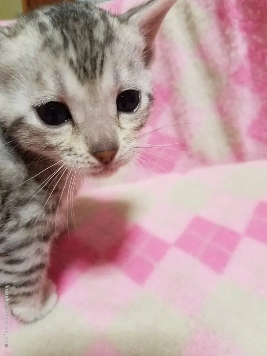 カズ 様のお迎えした子猫
