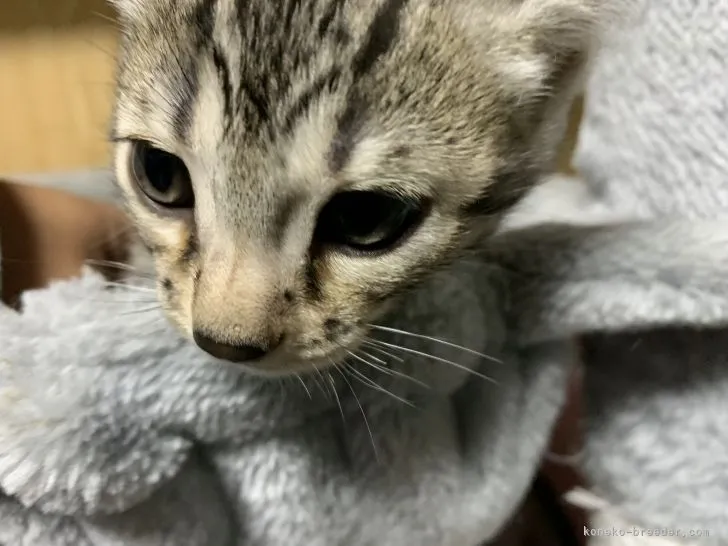 ID:2112-00522の子猫
