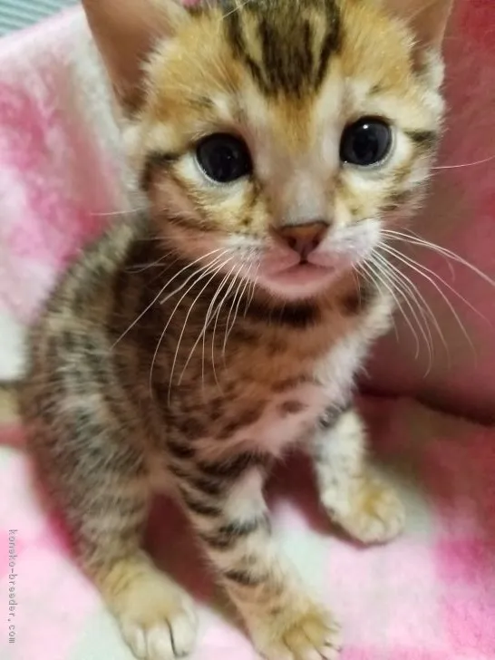フクロウ 様のお迎えした子猫