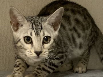 ベンガル【滋賀県・女の子・2021年7月21日・ブラックシルバースポテットタビー】の写真「綺麗なシルバー」