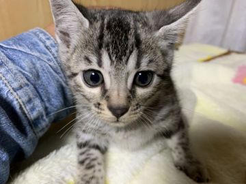 ベンガル【滋賀県・女の子・2021年10月10日・ブラックシルバースポテットタビー】の写真「シルバー女の子」