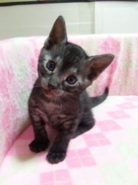 ベンガル【滋賀県・女の子・2016年4月23日・シルバースモーク】の写真「父親グランドチャンピオンの色の濃い女の子」