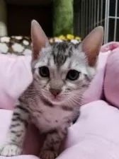 ベンガル【滋賀県・女の子・2017年9月21日・ブラックシルバースポテッドタビー】の写真1