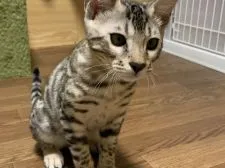 ベンガル【滋賀県・男の子・2021年5月4日・ブラックシルバースポテットタビー】の写真1