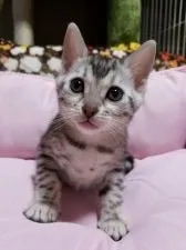 ベンガル【滋賀県・女の子・2017年9月21日・ブラックシルバースポテッドタビー】の写真2