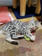 ベンガル【滋賀県・男の子・2016年9月13日・ブラックシルバースポテッドタビー】の写真3