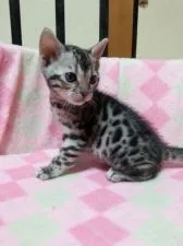 ベンガル【滋賀県・女の子・2016年4月23日・シルバースポテッドタビー】の写真5