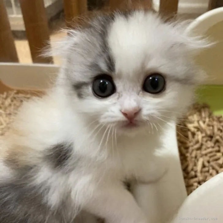 ID：2308-01696の子猫