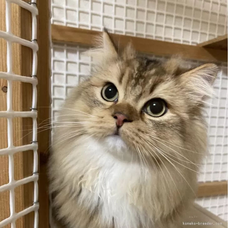 ID:2406-01673の子猫