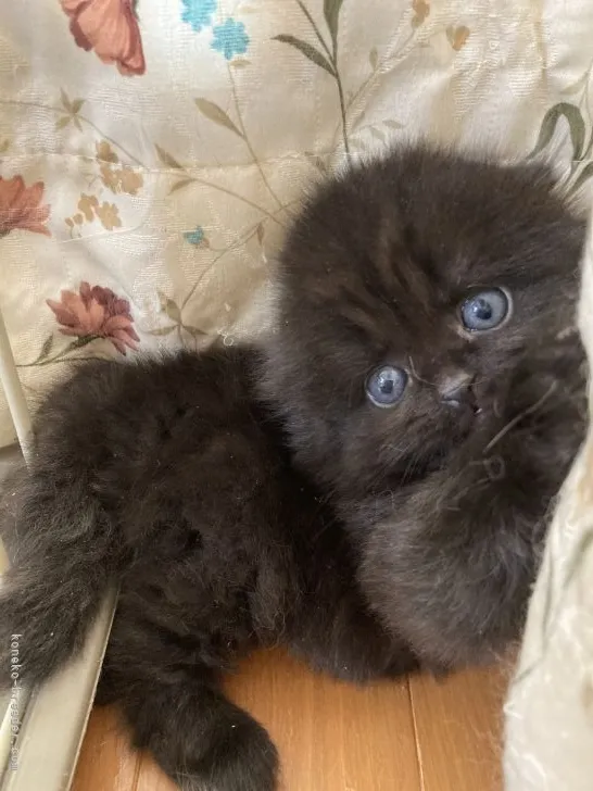 ID：2203-01120の子猫