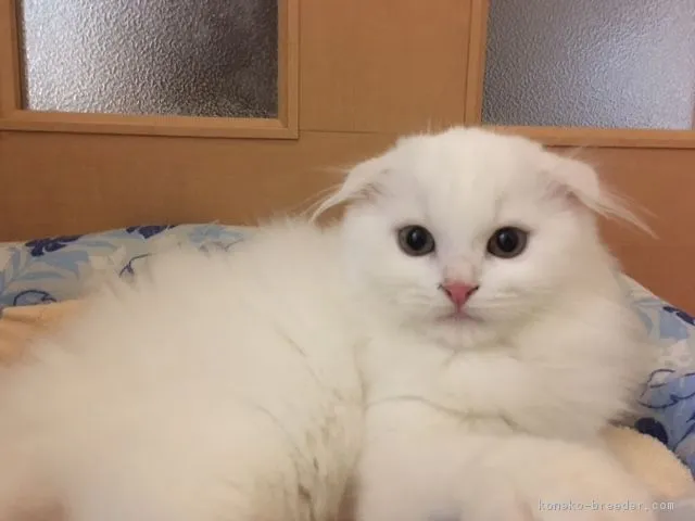 ID:1609-00280の子猫
