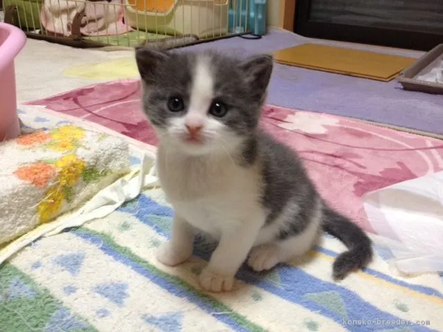 ID：1604-00515の子猫