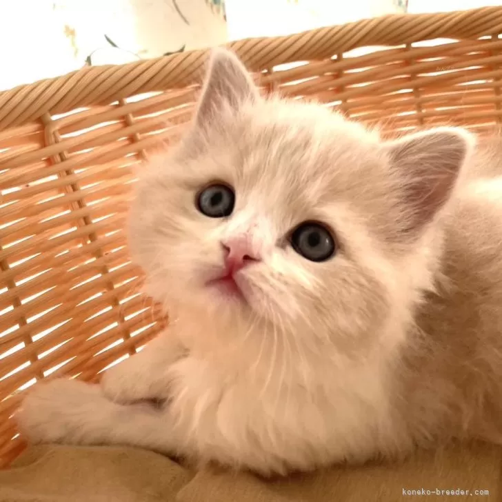 ID：2402-00127の子猫