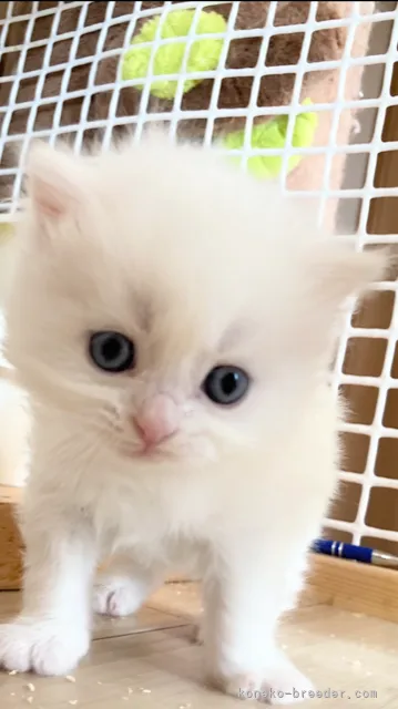 ID：2104-01221の子猫