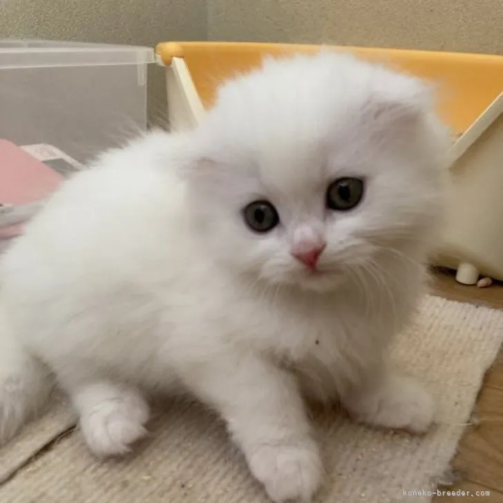 ID：2304-00569の子猫