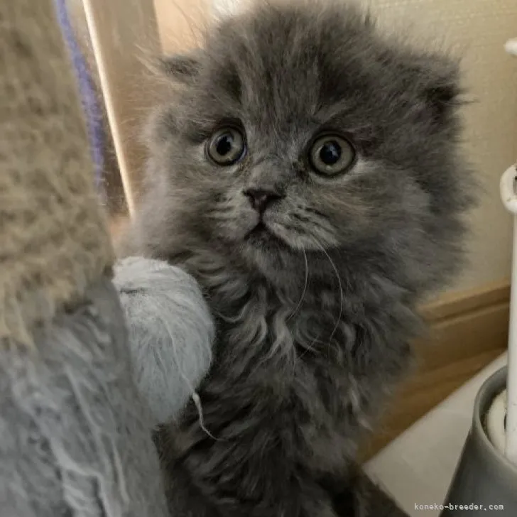 ID：2304-00246の子猫