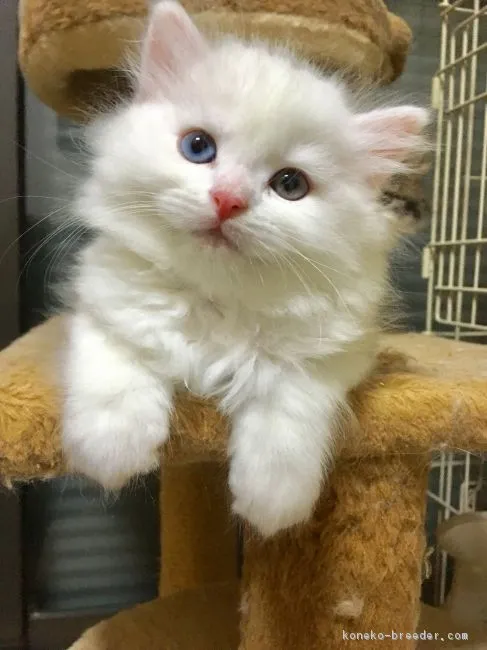 ID:1811-00410の子猫