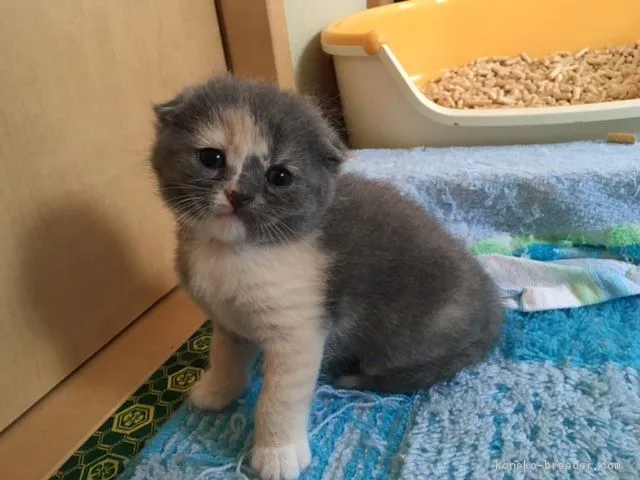 ID:1608-00030の子猫