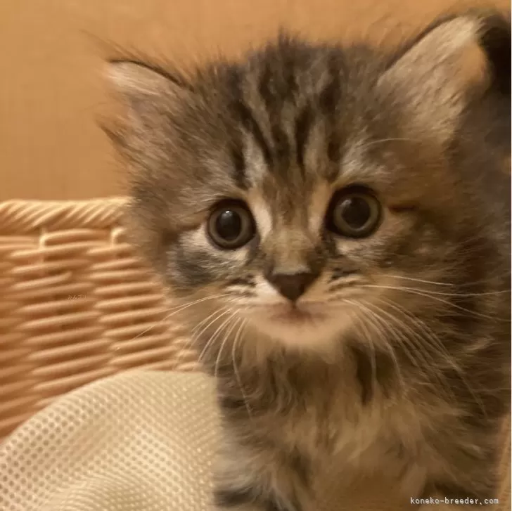 ID：2406-03282の子猫