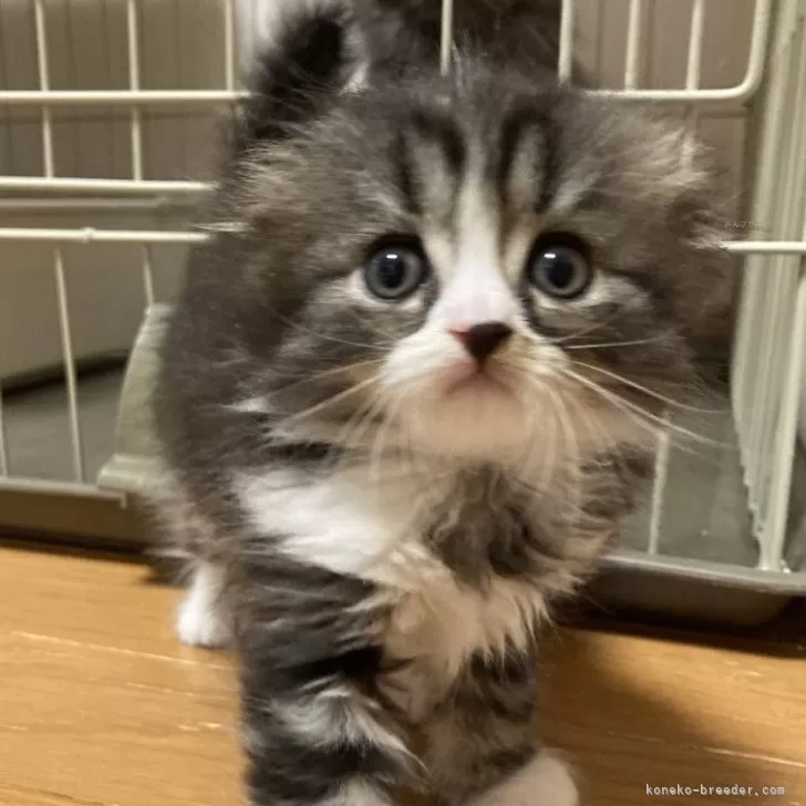 ID：2404-02601の子猫