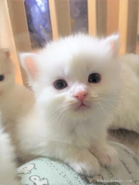 ID:2003-01002の子猫