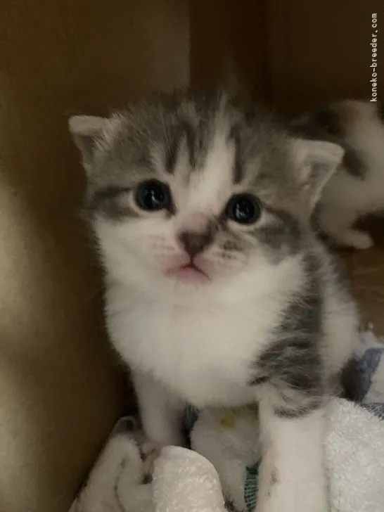 ID：2104-02527の子猫