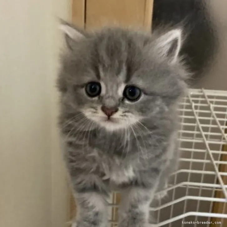 ID:2308-00917の子猫