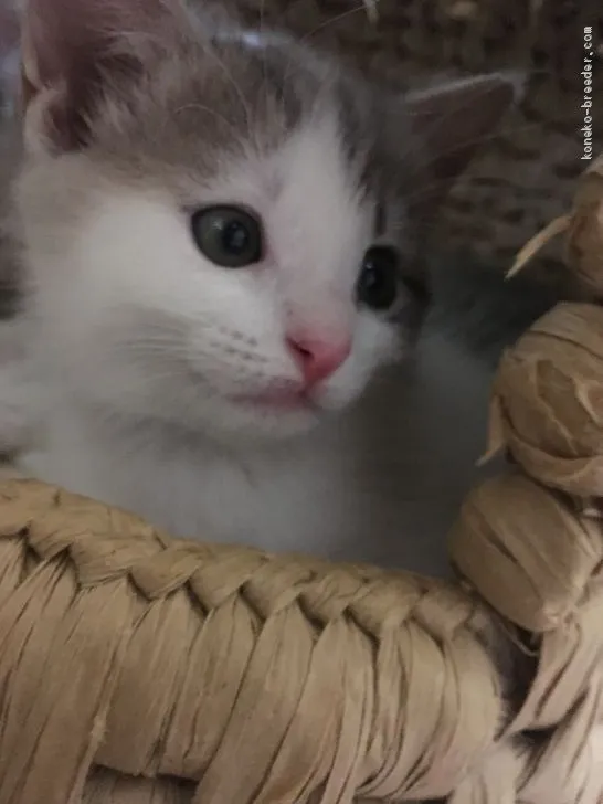 ID:1905-01442の子猫