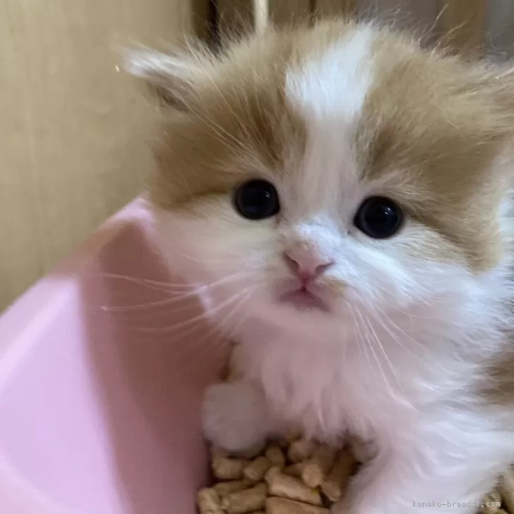 ID：2404-02173の子猫