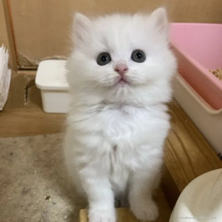 ID：2305-01261の子猫