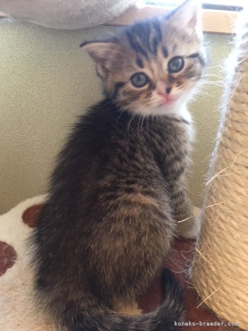 スコティッシュフォールド【・女の子・2021年6月10日・ブラウンパッチドタビー】