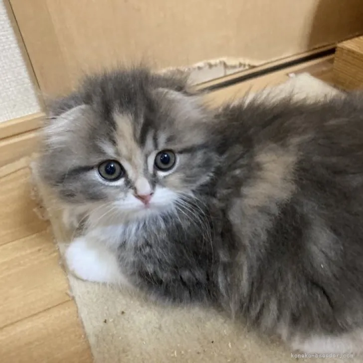 ID:2306-01064の子猫