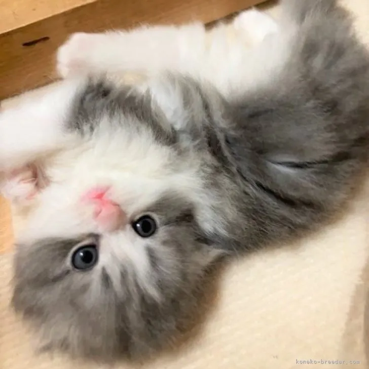ID:2304-00567の子猫