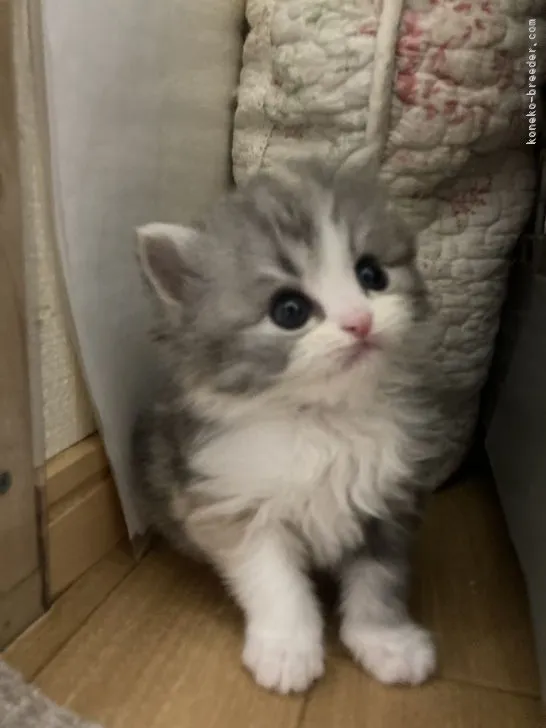 ID：2202-00570の子猫