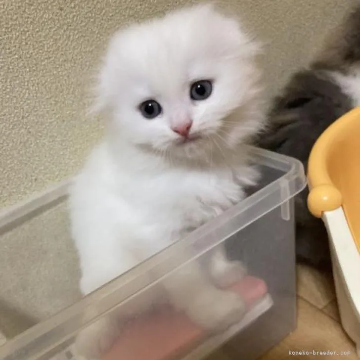 ID：2301-01147の子猫