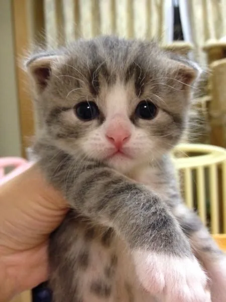 ID：1506-00220の子猫