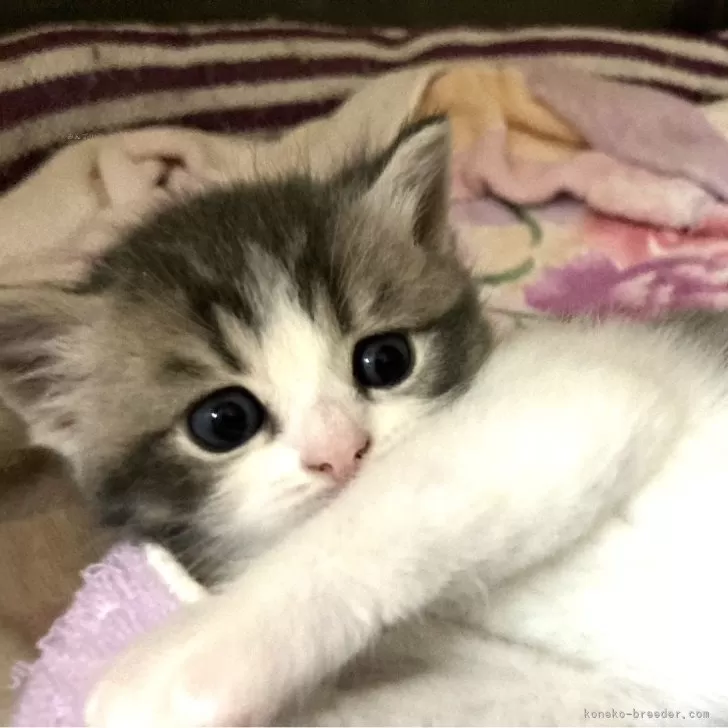 ID：2406-01690の子猫