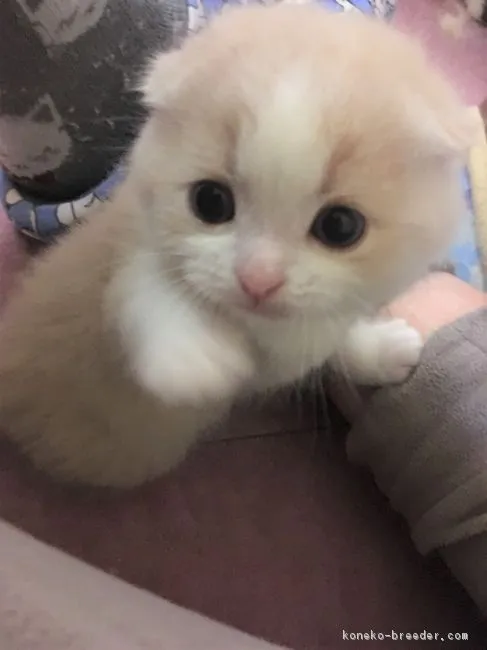 ID：1802-00865の子猫