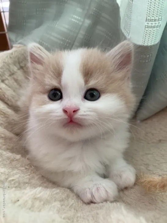 ID：2204-02606の子猫