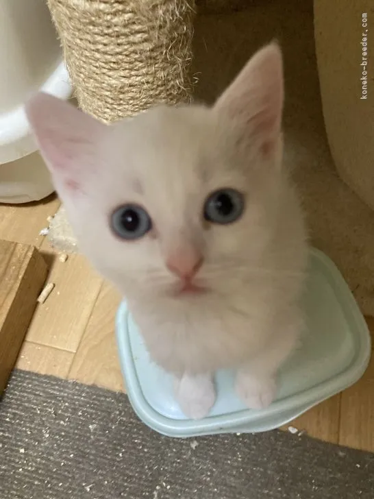 ID:2204-02611の子猫