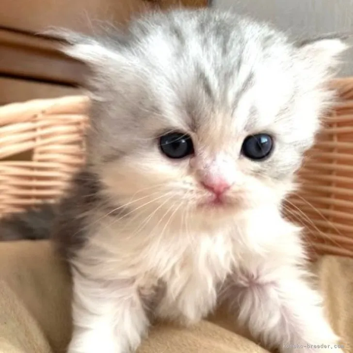 ID:2310-03062の子猫