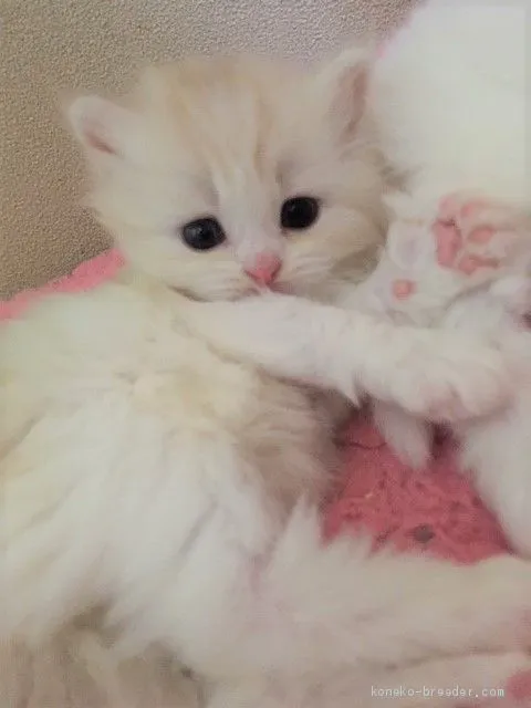 ID:1911-00666の子猫