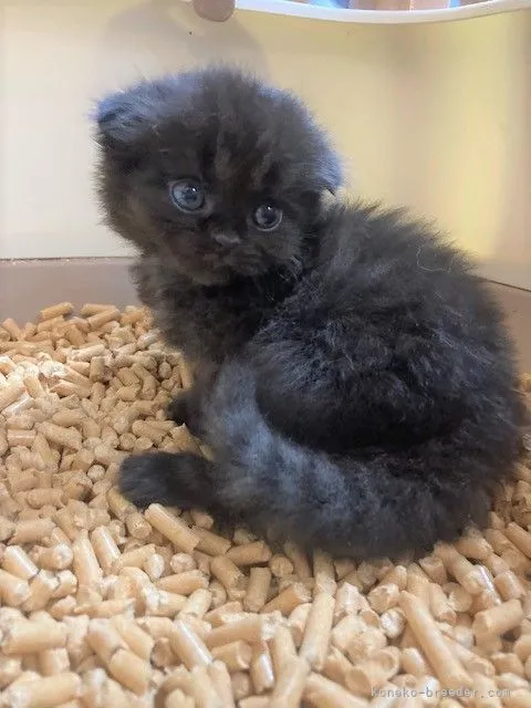 ID:2107-00075の子猫