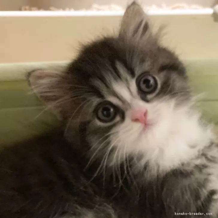 ID:2404-02606の子猫