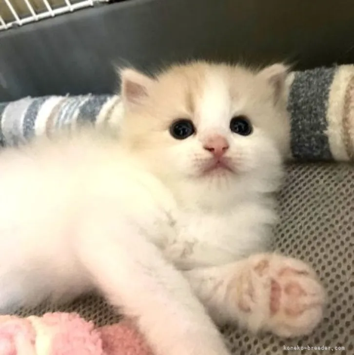 ID：2309-01255の子猫