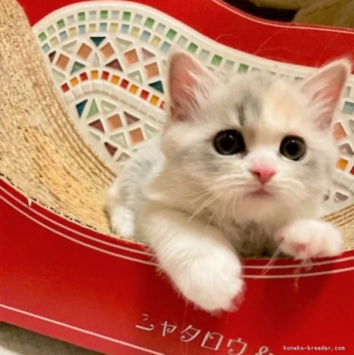 ID:2305-00166の子猫