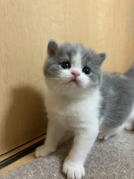 ID:2011-01604の子猫