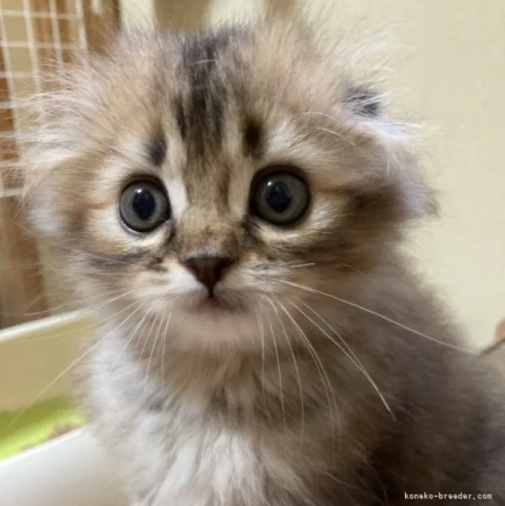 ID：2308-01697の子猫