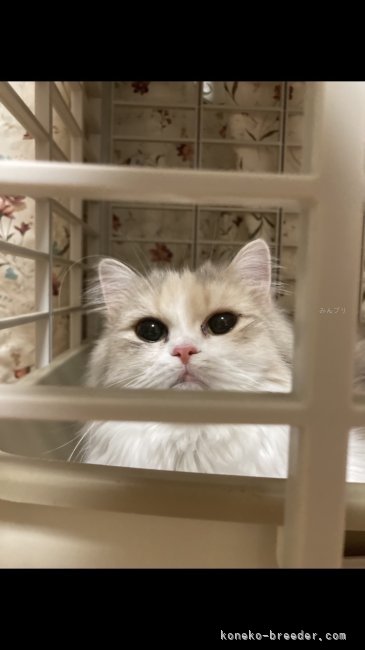 スコティッシュフォールド【・女の子・2023年5月7日・ブルーパッチドタビーホワイト】