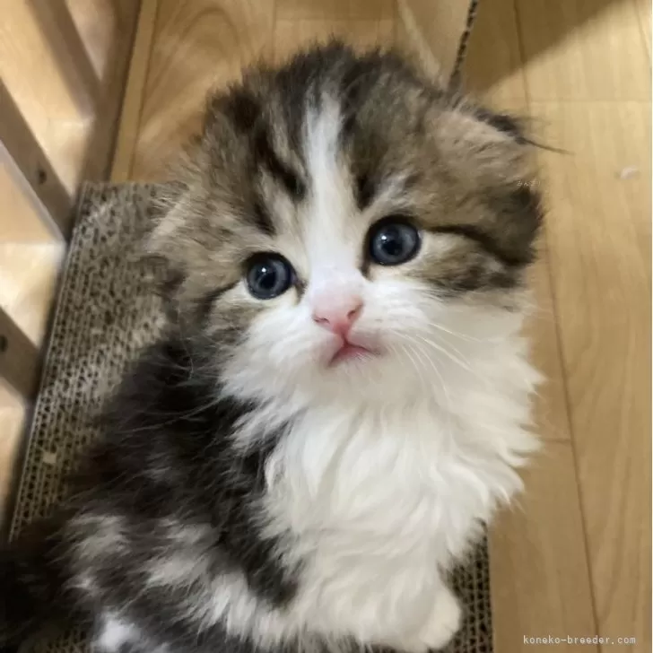 ID：2404-02180の子猫